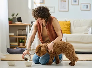 Alimentation du chien