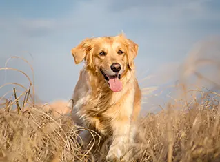 Le golden retriever