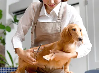 Toilettage du chien